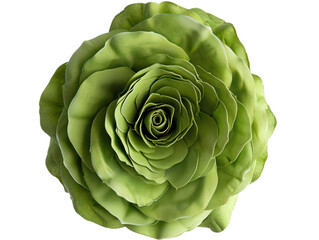 Obraz premium Closeup of green rose flower petals isolated on white background