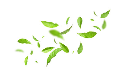 Fresh green tea leaves falling on white background