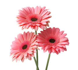 Trio of pink gerbera daisies, cut out