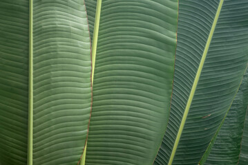The leaves of the banana tree Textured abstract background