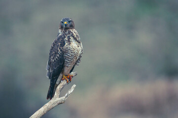 Mäusbussard am Luderplatz