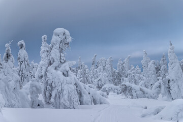 Heavily snow-covered trees