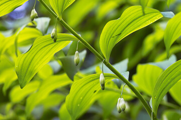 下に向いて咲く花
