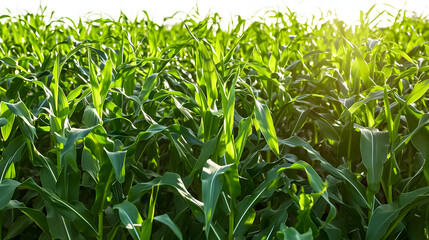 corn field with sunrise at countryside. herb in nature , 