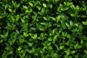 Fototapeta na wymiar Small green leaves in the bush texture background.