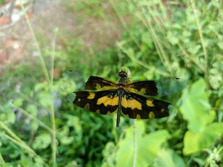 Rhyothemis variegata, known as the common picture wing or variegated flutterer, is a species of dragonfly of the family Libellulidae, found in South Asia. 