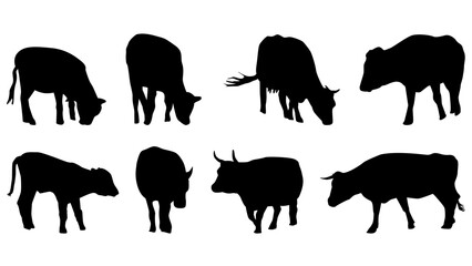 Set of cows in silhouette isolated on white background. The cows eat and walk. Cattle clipart.