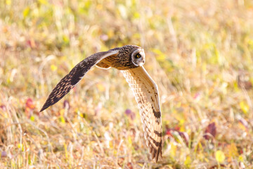 狩りのために飛翔する美しいコミミズク（フクロウ科）。
日本国千葉県三郷市、江戸川河川敷にて。
2023年1月22日撮影。

A beautiful Short-eard Owl (Asio flammeus, family comprising owls) in flight for hunting.
