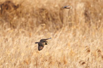 狩りのために飛翔する美しいコミミズク（フクロウ科）。
日本国千葉県三郷市、江戸川河川敷にて。
2023年1月22日撮影。

A beautiful Short-eard Owl (Asio flammeus, family comprising owls) in flight for hunting.
