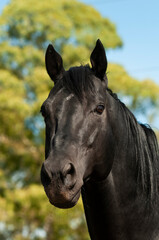 Black breeding horse, Portrait, La Pampa Province, Patagonia, Argentina.