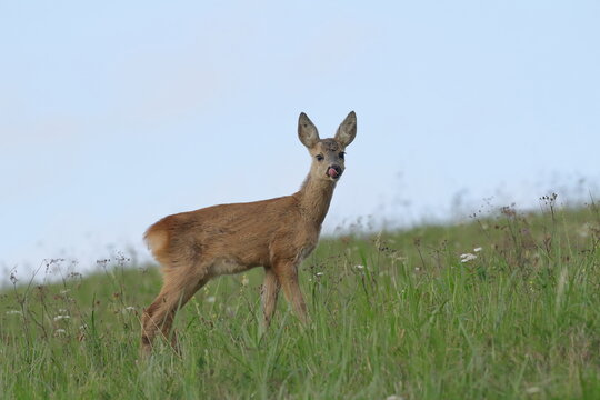 A young doe standing in the meadow with her tongue sticking out.