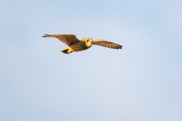 狩りのために飛翔する美しいコミミズク（フクロウ科）。
日本国千葉県三郷市、江戸川河川敷にて。
2023年1月22日撮影。

A beautiful Short-eard Owl (Asio flammeus, family comprising owls) in flight for hunting.
