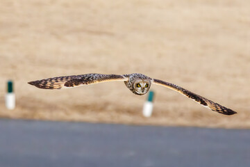 狩りのために飛翔する美しいコミミズク（フクロウ科）。
日本国千葉県三郷市、江戸川河川敷にて。
2023年1月22日撮影。

A beautiful Short-eard Owl (Asio flammeus, family comprising owls) in flight for hunting.
