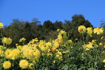 青空に映える満開の黄色いダリア(兵庫県加西市：兵庫県立フラワーセンター)