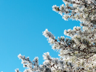 Close up of pine tree branch covered with hoarfrost after ice fog and snow in morning winter forest with blue sky background. Real winter and Christmas holidays background.