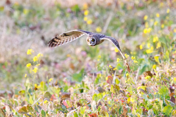 狩りのために飛翔する美しいコミミズク（フクロウ科）。
日本国千葉県三郷市、江戸川河川敷にて。
2023年1月22日撮影。

A beautiful Short-eard Owl (Asio flammeus, family comprising owls) in flight for hunting.
