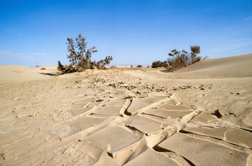 Grand Erg oriental, désert du Sahara, Tunisie