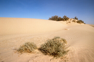 Fototapeta na wymiar Grand Erg oriental, désert du Sahara, Tunisie