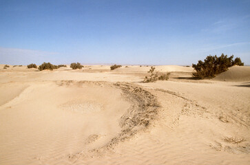 Grand Erg oriental, désert du Sahara, Tunisie