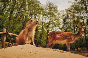 prairie dog - Präriehund - Erdhörnchen - Nagetier - Pelz - Pelzig - Tier - Animal - Cute Prairie Dog - Family - Groundhog - Genus Cynomys - Close Up - Meadow - High quality photo 
