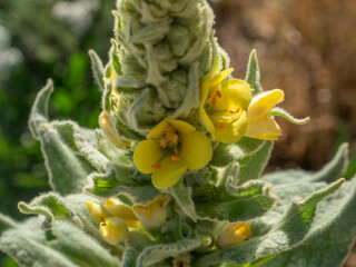 Indian blanket