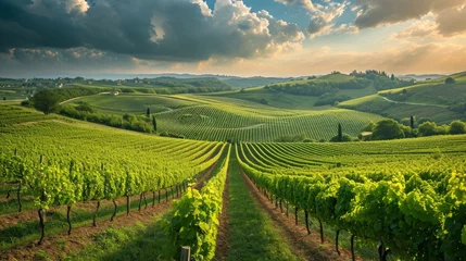 Foto op Plexiglas Beautiful landscape with green vineyard fields. © savvalinka