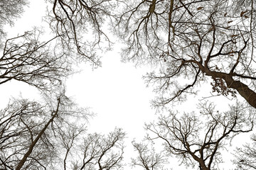 Leafless tree tops with round shape empty space in the center on transparent background. (png image)