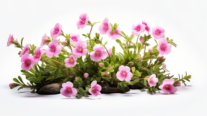 Fototapeta na wymiar Isolated flowers and plants against a stark white background 