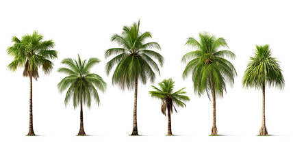 A group of green-leafed coconut palm trees isolated on a white background