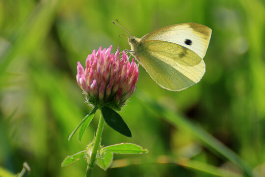 Yellow butterfly Pieris brassicae sitting on a clover.