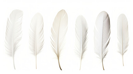 Realistic white feathers separated on a white background