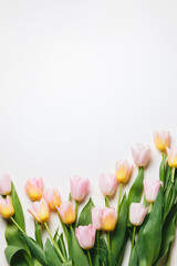 Light pink and yellow blooming tulips flowers row over white background. Spring holiday banner, frame, border, happy easter card, mothers day, international womans day. Flat lay, top view, copy space