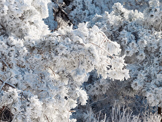 Close up of pine tree branch covered with hoarfrost after ice fog and snow in morning winter forest. Real winter and Christmas holidays background.
