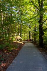 Lake Bohinj, Bohinj Valley, Julian Alps, Slovenia