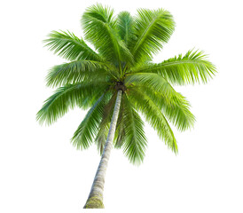 Coconut palm tree  isolated on white transparent background, png, close up

