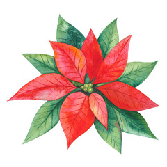 Watercolor botanical drawing, Christmas poinsettia flowers, red leaves