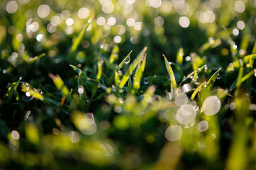 Close up of fresh green grass with small water drops of morning dew. Sparkling blobs of moisture on...