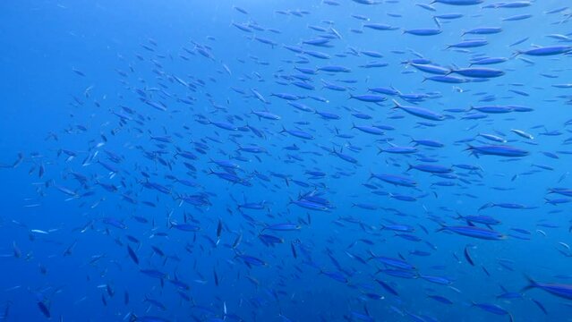 School of Boga fish in the Caribbean Sea