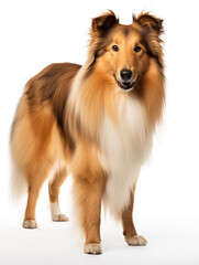Collie dog standing looking at camera, isolated on all white background standing looking at camera, isolated on all white background