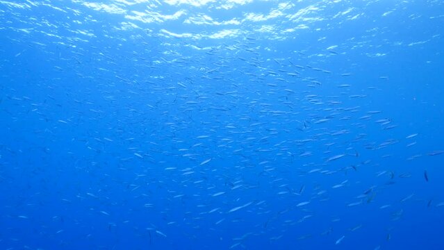 School of Boga fish in the Caribbean Sea