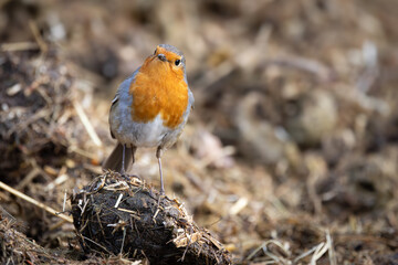 Robin on the ground. 