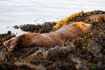 Grey seal basking at sunrise in Pembrokeshire.