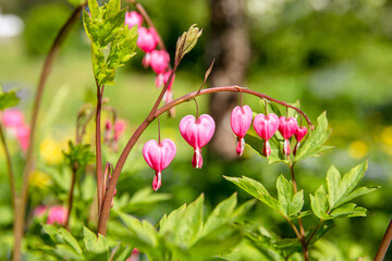 Lamprocapnos spectabilis, bleeding heart or Asian bleeding-heart flower growing in home flower bed....