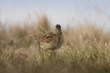 Skylark bird looking.