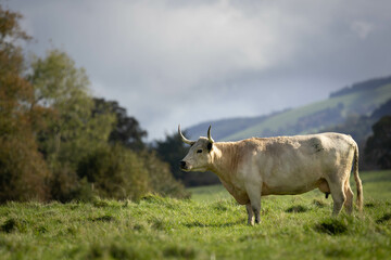 White park cow grazing in a field. rare breed cow associated with welsh folklore. 