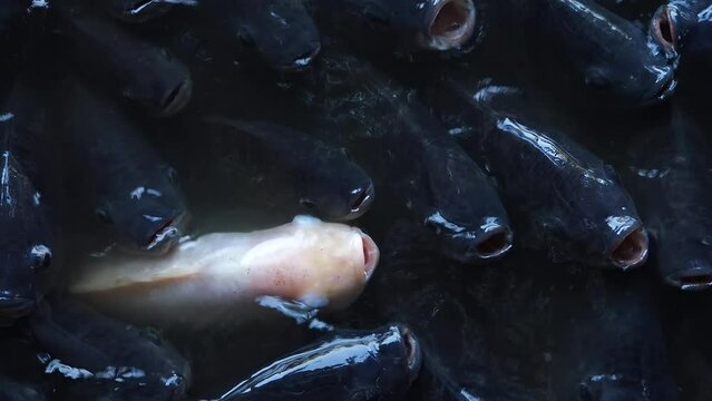 Raising freshwater tilapia for trade in the agricultural industry system, Numerous tilapia groups gather near the surface to wait for food and receive oxygen