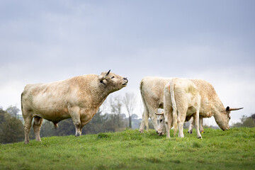 White park bull with horns . Rare breed of cow. associated with the welsh folklore. 