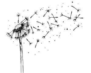 Vector illustration of a dandelion, black silhouette flower - 717977303