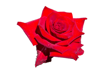 Red rose heart represents love, Valentine's Day, Love Celebration, Love Anniversary, Love Gift. Isolated on white background, transparent, PNG, photo.