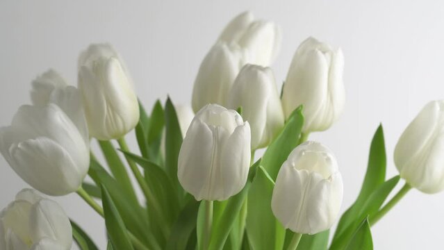 Beautiful white spring flowers. Blooming white tulips bouquet, rotating